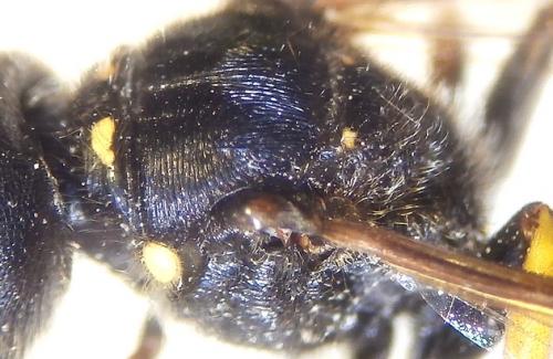 Réf. 208 739 : Ectemnius cephalotes